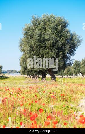 Schöner Blick auf die Olivenbäume im Frühling in Salento, Apulien, mit blühenden Poppies und einem leuchtend blauen Himmel. Selektiver Fokus, Kopierbereich. Federkon Stockfoto