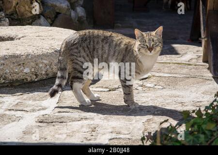 Niedliche Katze im Hinterhof, entzückende Kätzchen mit Blick auf die Kamera, Tiermotiv Stockfoto