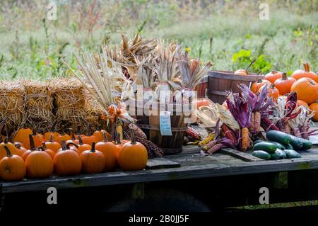 Land-Roadside stehen auf einem flachen Bettanhänger, hält indischen Mais, Kürbisse, kleine Strohballen und andere Herbstvegien Stockfoto