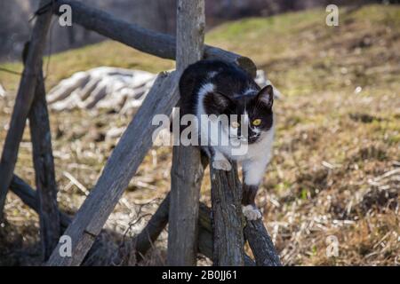 Süße schwarze und weiße Katze, die auf einen Zaun klettert, wunderbares Kätzchen, Tiermotiv Stockfoto