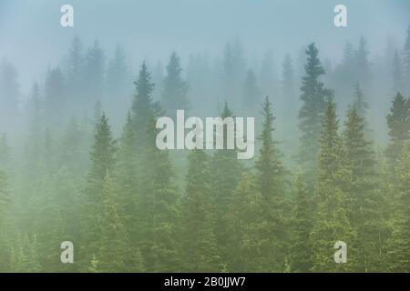 Foggy Morning from the Shore of Berg Lake, Front of Hargreaves Shelter, in Mount Robson Provincial Park, British Columbia, Kanada Stockfoto