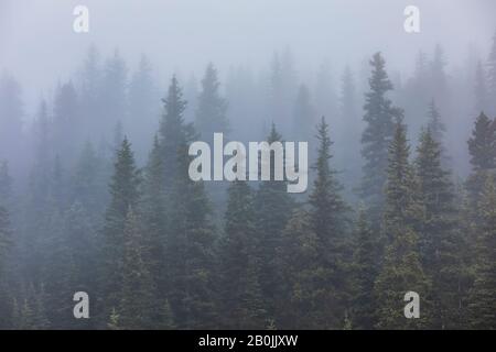 Foggy Morning from the Shore of Berg Lake, Front of Hargreaves Shelter, in Mount Robson Provincial Park, British Columbia, Kanada Stockfoto