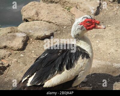 Musken-Ente oder Muskovy-Ente drake (Cairina moschata) Profil in der Nähe. Erwachsene Männchen haben einen markanten großen, rotledrigen Auswuchs um Schnabel und Augen Stockfoto