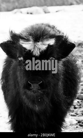 Einheimische Yak-Kalb (Bos mutus gruniens), Rumbak-Tal. Nationalpark Hemis. Himalaya, Ladakh, Indien Stockfoto