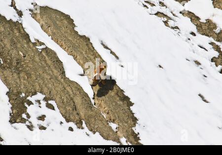 Himalaya Red Fox oder Vulpes Vulpes im Rumbak Tal. Ladakh, Himalaya, Indien Stockfoto