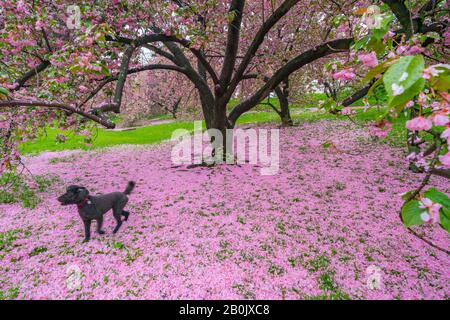 Ein schwarzer Hund sitzt am 04. Mai 2019 auf den unzähligen verfallenen Kirschblüten auf dem Rasen unter den Kirschbäumen im Central Park New York City NY USA. Stockfoto