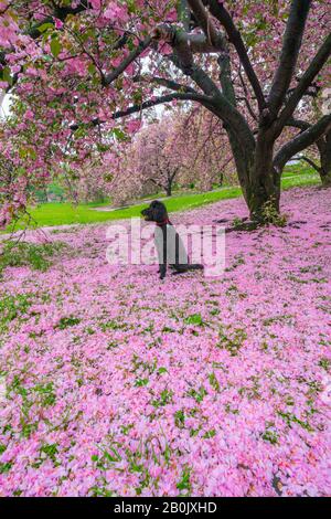 Ein schwarzer Hund sitzt am 04. Mai 2019 auf den unzähligen verfallenen Kirschblüten auf dem Rasen unter den Kirschbäumen im Central Park New York City NY USA. Stockfoto
