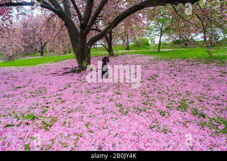 Ein schwarzer Hund sitzt am 04. Mai 2019 auf den unzähligen verfallenen Kirschblüten auf dem Rasen unter den Kirschbäumen im Central Park New York City NY USA. Stockfoto