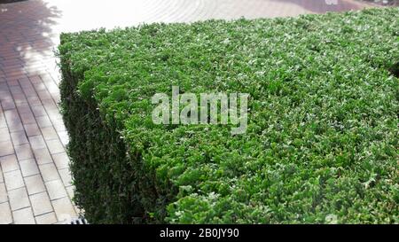 Hecke aus gemeinsamen eckigen Thuja-Sträuchern im Hinterhof Stockfoto