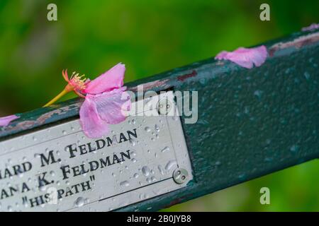 Verfallene Kirschblüten bedecken am regnerischen Morgen im Central Park New York City NY USA am 04. Mai 2019 die Wet Park Bank. Stockfoto