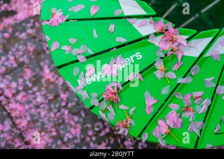 Verfallene Kirschblüten bedecken den Trashcan am regnerischen Morgen im Central Park New York City NY USA am 04. Mai 2019. Stockfoto