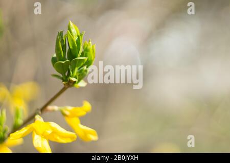 Forsythia verzweigt sich in der Nähe mit grünen Blättern auf einem verschwommenen Hintergrund. Kopierbereich. Weicher Fokus, selektiver Fokus Stockfoto