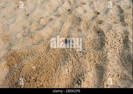 Flauschige Krabbenlöcher am weißen Strand, Krebs-Löcher am Strand, Heimat einer Geisterkrabbe Stockfoto