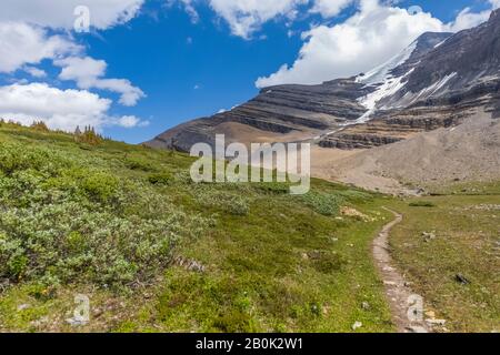 Fahren Sie durch die Alpenwiese zum Snowbird Pass mit Lynx Mountain Distant, im Mount Robson Provincial Park, British Columbia, Kanada Stockfoto