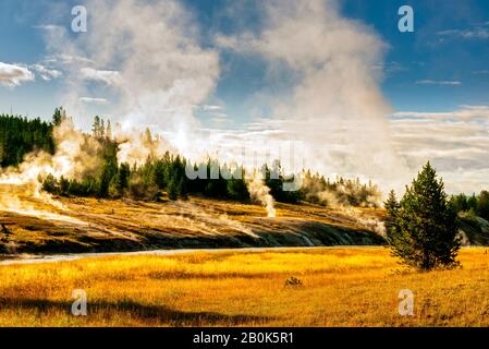 Dampfentlüftung von Geysiren, grünen Waldbäumen und goldenen Wiesen unter blauem Himmel mit weißen flauschigen Wolken. Stockfoto