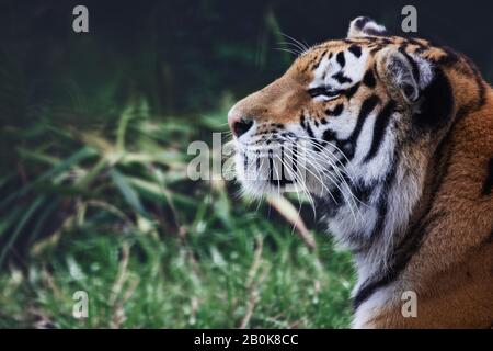 Sumatran Tiger im Howletts Wild Animal Park in England Teil der Aspinall Foundation Stockfoto