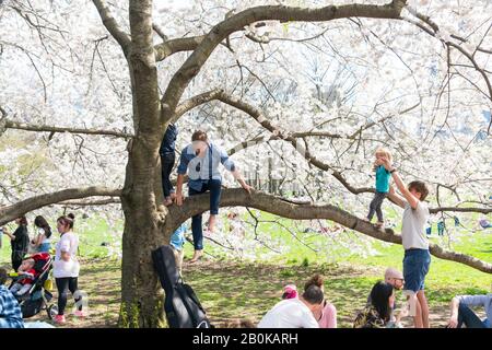 Am 16. April 2019 steigt ein Junge und Vater auf dem Kirschblütenbaum bei Sheep Meadow im Central Park New York City NY USA auf. Stockfoto