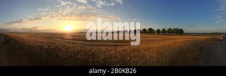 Weizenfeld bei Sonnenuntergang Stockfoto