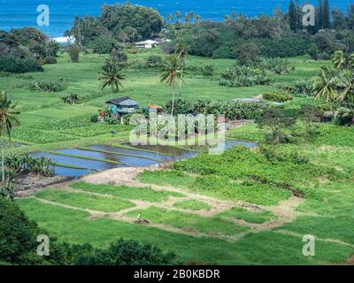 Einheimische Bauern bauen Taro und Bananen in Strandnähe an. Stockfoto