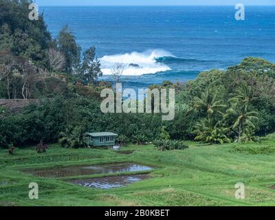 Einheimische Bauern bauen Taro und Bananen in Strandnähe an. Stockfoto