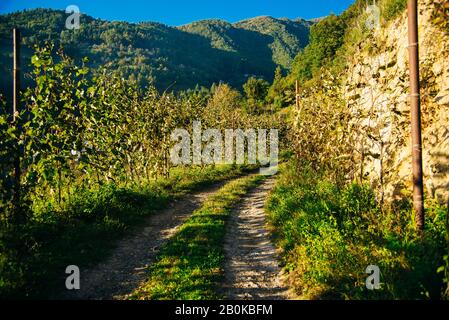 Die Straße führt durch den beleuchteten Weinberg mit kräftigen Herbstfarben und fernen Hügeln. Stockfoto