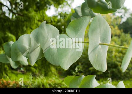 Ungewöhnliche Blätter von Eucalyptus perriniana, die auch als "Spinning Gum Growing" in Großbritannien bezeichnet wird Stockfoto