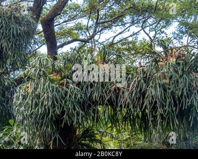 Die Masse der Staghorn-Farne, die entlang des Zweiges des Baumes wachsen. Stockfoto