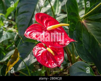 Wachsartige rote Anthuriblüten im Nahaufnahme. Stockfoto