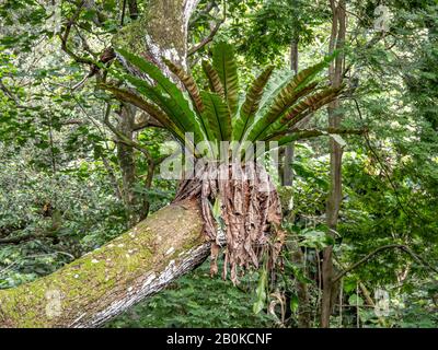 Vögel nisten Farn, die auf dem Zweig eines Baumes wachsen. Stockfoto