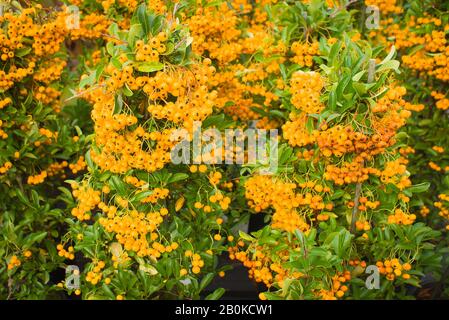 Eine Menge Beeren auf Pyracantha Orange Charmer, die in einem englischen Garten wachsen Stockfoto