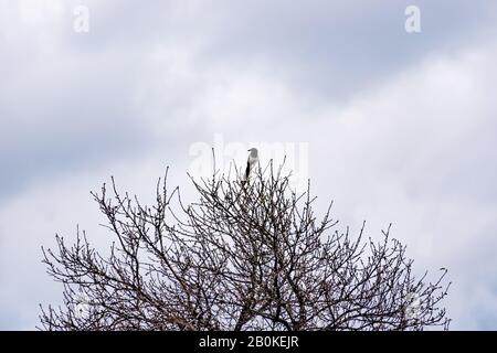 Ein Magpie, der im Winter auf einem kargen grünen Zweig in einem Stadtpark gegen den bewölkten Himmel thront (Allauch, Frankreich) Stockfoto