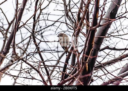 Ein männlicher Sparren, der im Winter auf einem grünen Baumzweig in einem Stadtpark (Marseille, Frankreich) verbarst Stockfoto