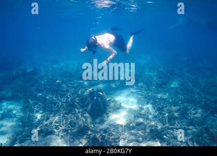 AUSTRALIEN, QUEENSLAND, GREAT BARRIER REEF, EIDECHSENINSEL, RIFF, RIESENCLAM, SNORKELER Stockfoto