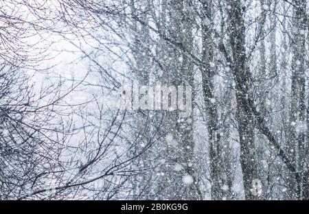 Schneite Landschaft, Winterferienkonzept - märchenhaft flauschige verschneite Bäume verzweigen, Naturlandschaft mit weißem Schnee und kaltem Wetter. Schneefall im Stockfoto