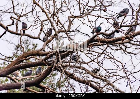 Eine eurasische collared Taube, die im Winter mit vielen Tauben und anderen Vögeln im Hintergrund auf einem Baumzweig in einem Park Kamera betrachtet und percht (Mars Stockfoto