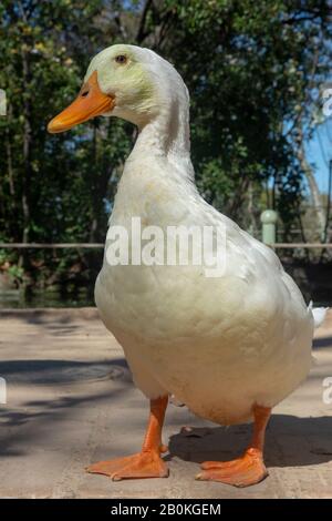 Weiße Gans mit Schnabel und orangefarbenen Beinen, die im Park laufen Stockfoto