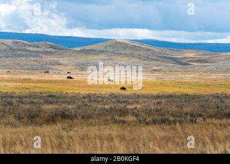 Blick über braune grasbewachsene Ebenen auf Hügel und Wildtiere jenseits unter bewölktem Himmel. Stockfoto