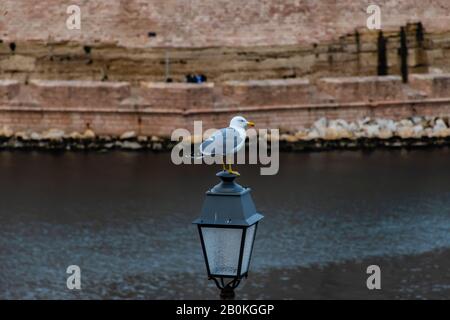 Ein Möwenvogel mit einem roten Fleck auf dem Schnabel, der auf einer Laterne in der Nähe des Pharo-Palastes in einem Park mit der mediterranen Meeresbucht und einer Festung aus Stein wa sitzt Stockfoto