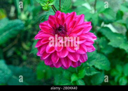 Dahlia fabelhaft, Dahlien, heiße, pinkfarbene Blumen, Blume, Blumen, Blüte, Blumenmuster, RM-Blumenmuster Stockfoto