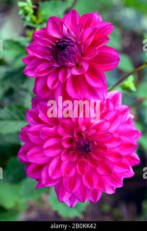 Dahlia fabelhaft, Dahlien, heiße, pinkfarbene Blumen, Blume, Blumen, Blüte, Blumenmuster, RM-Blumenmuster Stockfoto