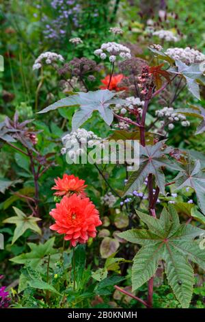 Ricinus communis,Dahlia Kilburn Glow,Angelica sylvestris purpurea Vicar's Mead,Waterlilie dahlias,lila Stiele,lila,rot,Blumen,Blumenköpfe,Umbelleben Stockfoto