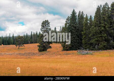 Goldene Graswiesen, grüne Kiefern und Wald unter blauem Himmel mit weißen Wolken. Stockfoto