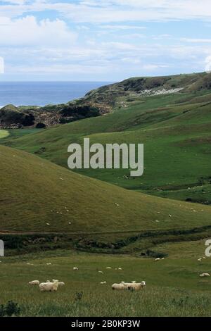 NEUSEELAND, SÜDINSEL, IN DER NÄHE VON DUNEDIN, HALBINSEL OTAGO, SCHAFE AUF WEIDEN Stockfoto