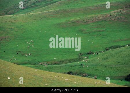 NEUSEELAND, SÜDINSEL, IN DER NÄHE VON DUNEDIN, HALBINSEL OTAGO, SCHAFE AUF WEIDEN Stockfoto