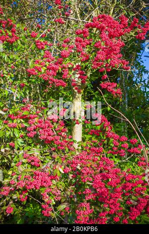 Eine wunderbare Darstellung von roten Beeren auf diesem Beispiel der städtischen Landschaftsgestaltung in Chippenham Wiltshire UK. Eine Form von Cotoneaster Stockfoto