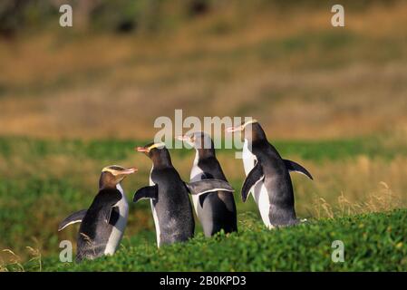 SUBANTARKTISCHES NEUSEELAND, AUCKLAND ISLANDS, ENDERBY ISLAND, GELB-PINGUINE Stockfoto