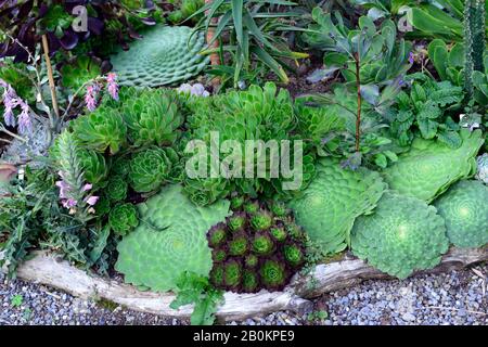 Sukkulente, Sukkulenten, Mischung, gemischt, Display, Displays, Garten, Gartenarbeit, zart, Pflanze, Pflanzen, Display, Displays, Stockfoto