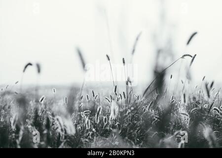 Flauschige Sträucher Timothy Gras am frühen Frühlingsmorgen unter den hellen und sanften Sonnenstrahlen. Makroaufnahme mit selektivem Fokus und flachem Freiheitsgrad. Schwarz und Stockfoto