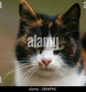 Dreifarbige Katzenkarbe im hoch aufgesenkten Gesicht. Maneki neko Stockfoto