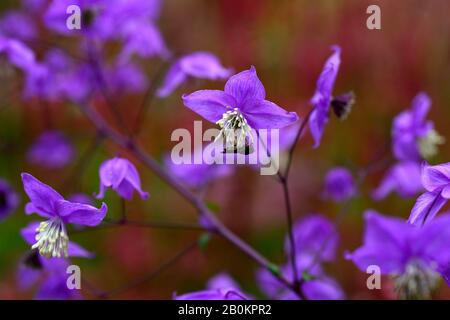 Thalictrum delavayi, Persicaria amplexicaulis Orange Feld im Hintergrund, lila Blumen, Blume, Blüte, blühend, gemischte Pflanzschema, Kombination Stockfoto